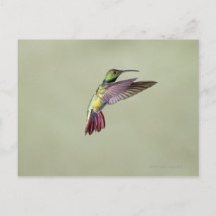 Postal Colibrí de Mango con pechos verdes Antracocorax 2