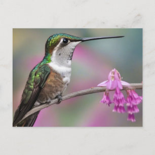 Postal Colibrí de orejas blancas en reposo