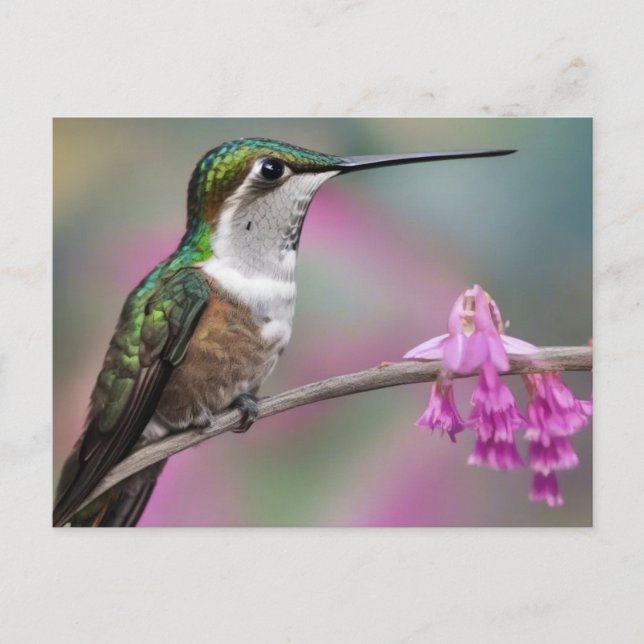 Postal Colibrí de orejas blancas en reposo (Anverso)