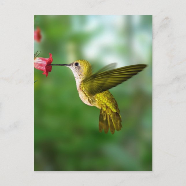 Postal Colibri De Oro República Dominicana (Anverso)
