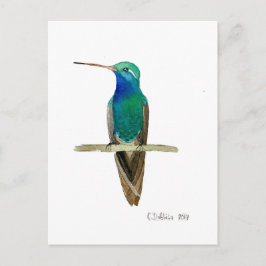 Postal Colibrí de Pico Ancho