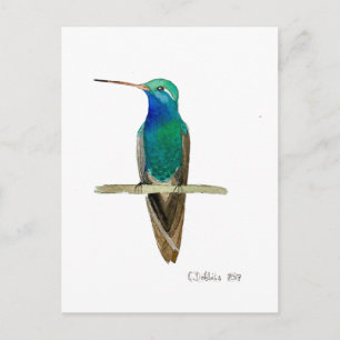 Postal Colibrí de Pico Ancho