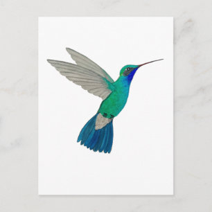 Postal Colibrí de Pico Ancho