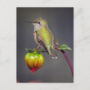 Postal Colibrí descansa en capullo de flor