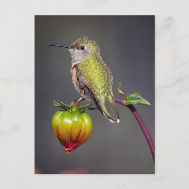 Postal Colibrí descansa en capullo de flor (Anverso)