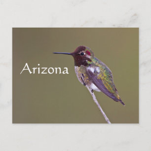 Postal Colibrí descansando, Arizona