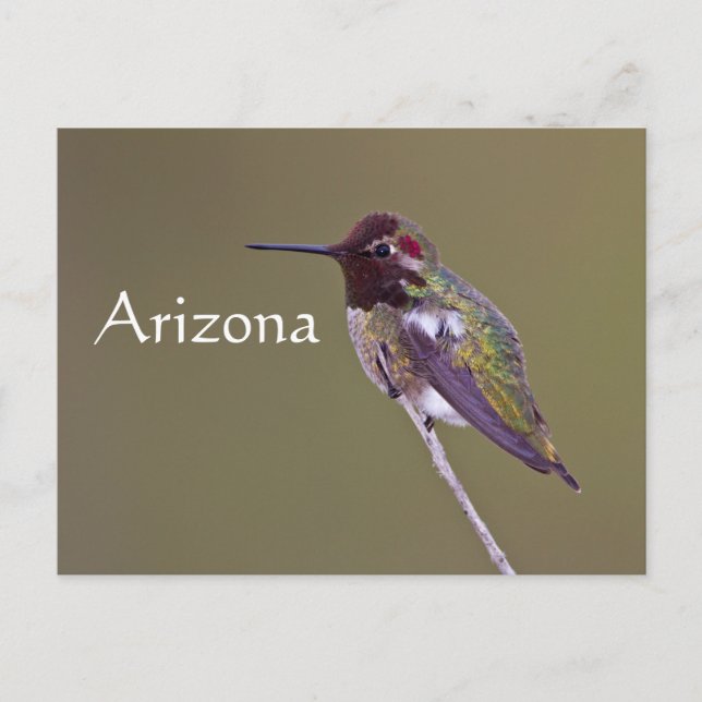 Postal Colibrí descansando, Arizona (Anverso)