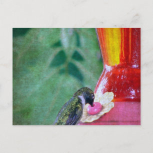 Postal Colibrí en comedero