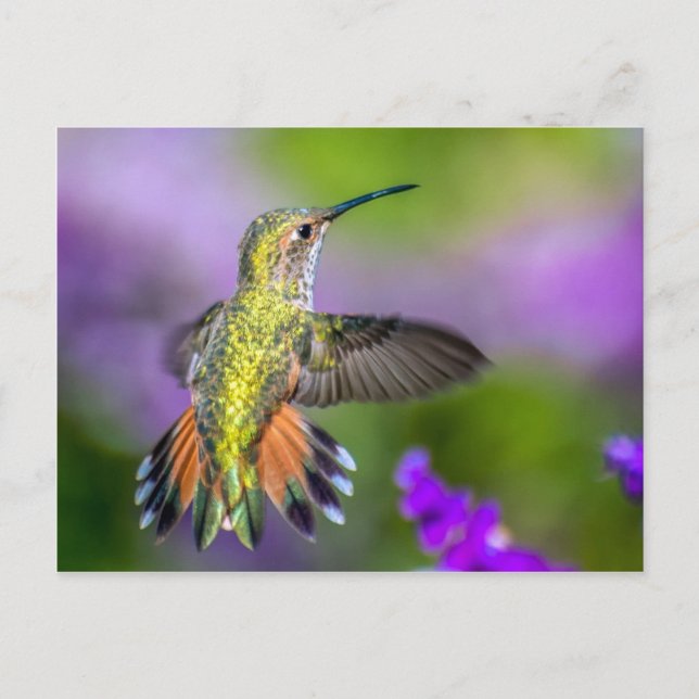 Postal Colibrí en flores moradas (Anverso)