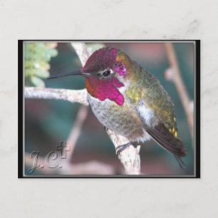 Postal Colibrí en la rama del patio trasero.