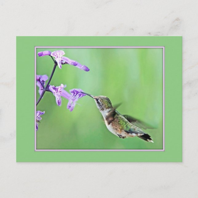 Postal Colibrí en Mona Lavender (Anverso)