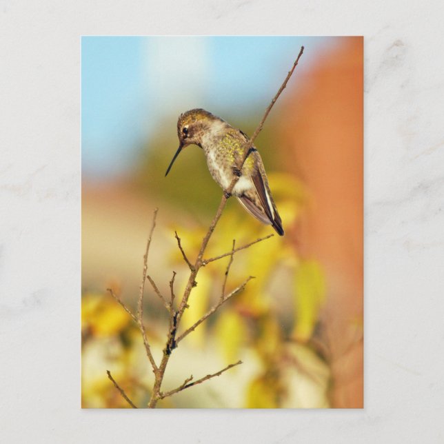 Postal Colibrí en rama (Anverso)