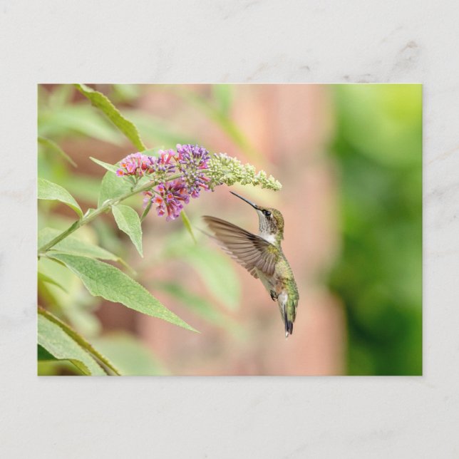 Postal Colibrí en una planta floreciente (Anverso)