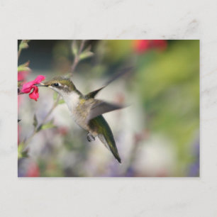 Postal Colibrí en vuelo