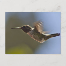 Postal Colibrí en vuelo