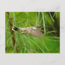 Postal Colibrí en vuelo
