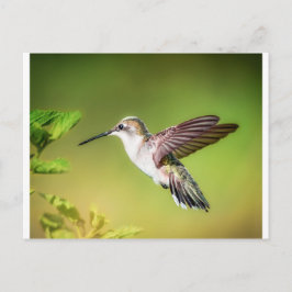Postal Colibrí en vuelo