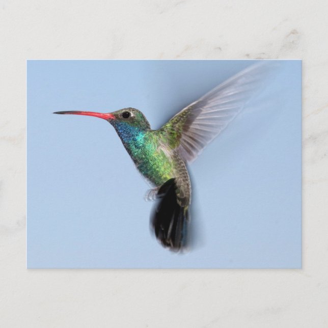 Postal Colibrí En Vuelo (Anverso)