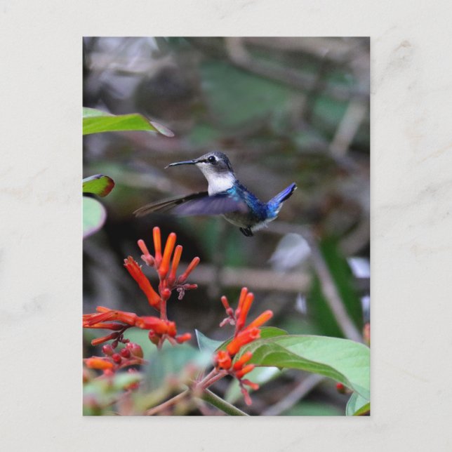 Postal Colibrí en Vuelo y Flores Rojas (Anverso)