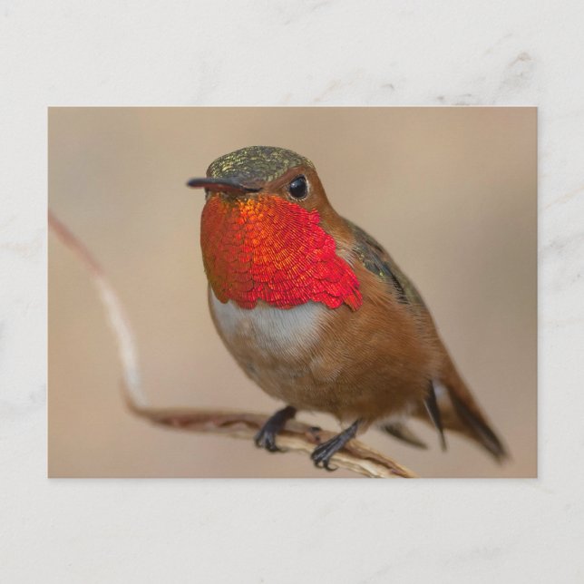 Postal Colibrí espumoso con espectacular garganta Naranja (Anverso)