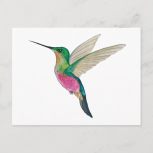 Postal Colibrí estrella gargantiazul hembra