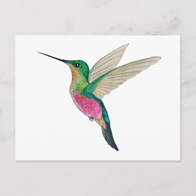 Postal Colibrí estrella gargantiazul hembra (Anverso)