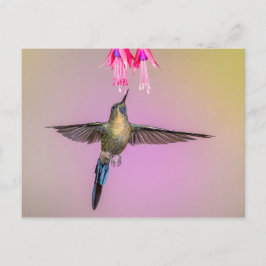 Postal Colibrí exótico con cola larga