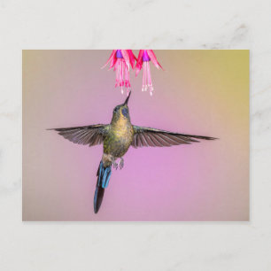 Postal Colibrí exótico con cola larga