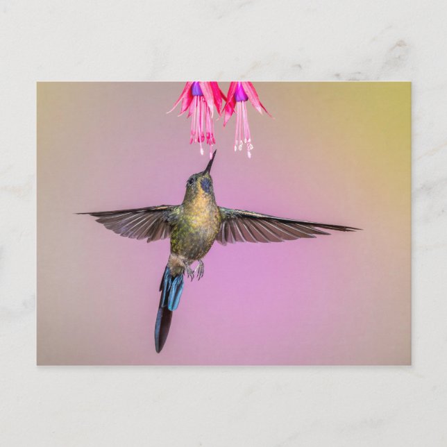 Postal Colibrí exótico con cola larga (Anverso)
