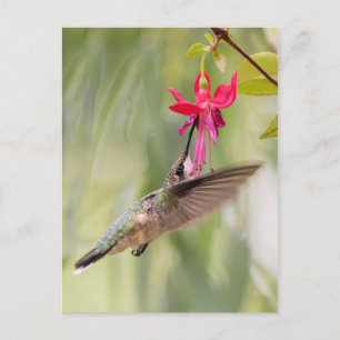 Postal Colibrí favorita de Fuchsia
