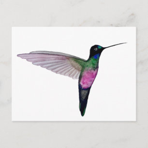 Postal Colibrí garganta azul