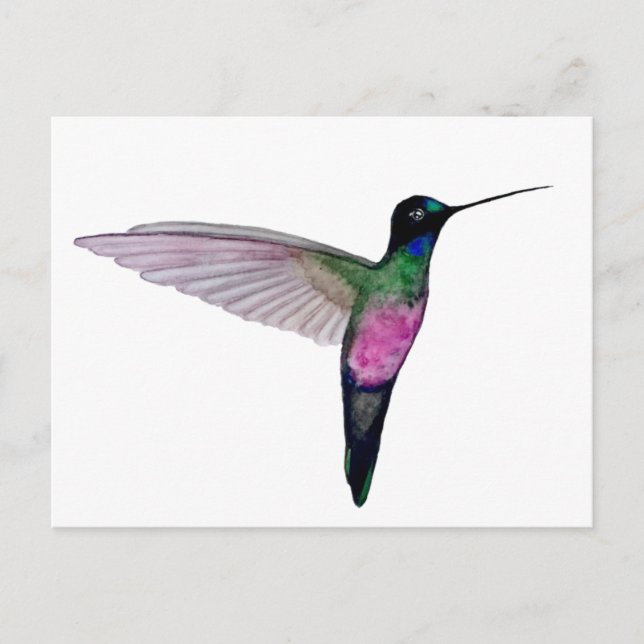 Postal Colibrí garganta azul (Anverso)