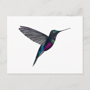 Postal Colibrí garganta azul