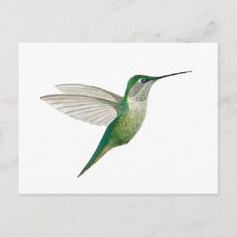 Postal Colibrí garganta de rubí hembra