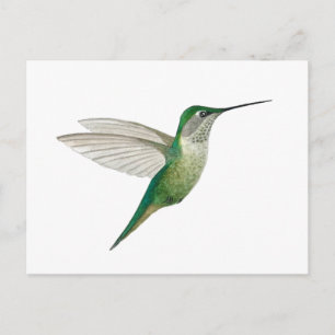 Postal Colibrí garganta de rubí hembra