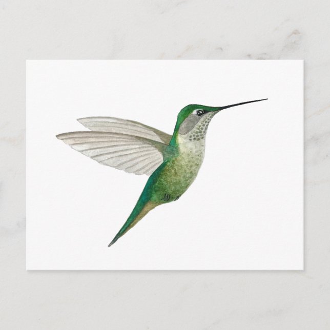 Postal Colibrí garganta de rubí hembra (Anverso)