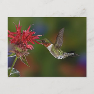 Postal Colibrí garganta de rubí macho