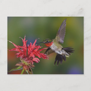 Postal Colibrí garganta de rubí macho