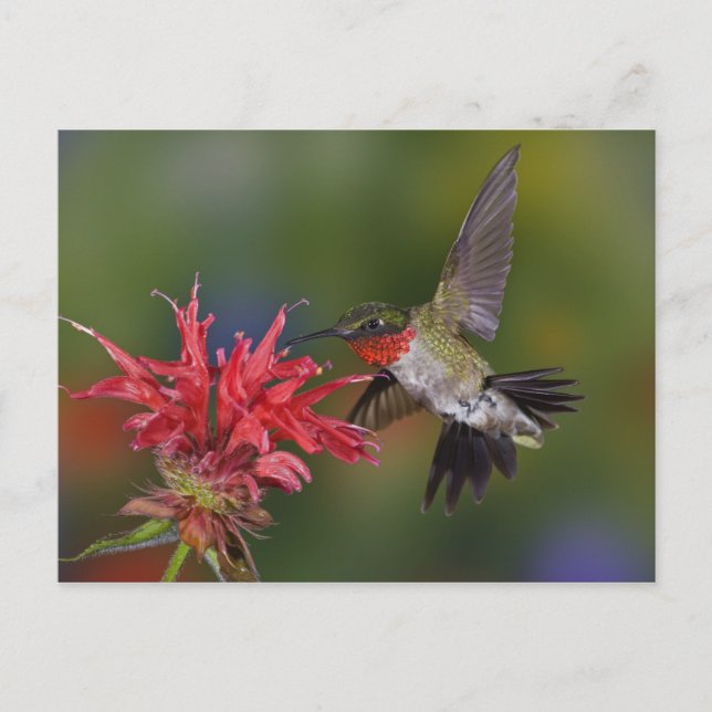 Postal Colibrí garganta de rubí macho (Anverso)