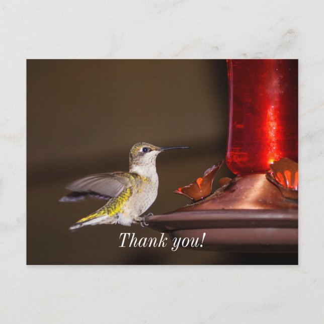 Postal Colibrí Garganta Rubí Hembra Gracias (Anverso)