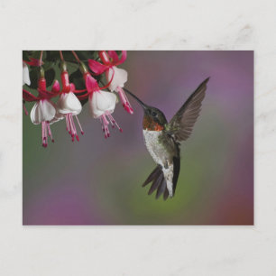 Postal Colibrí garganta rubí macho, Archilochus