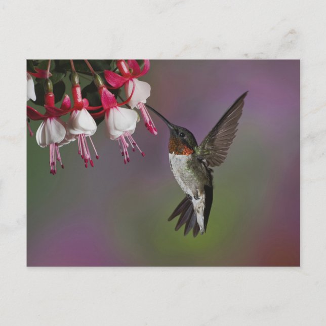 Postal Colibrí garganta rubí macho, Archilochus (Anverso)