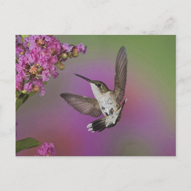 Postal Colibrí garganta rubí macho juvenil (Anverso)