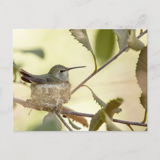 Postal Colibrí hembra en su nido (Anverso)