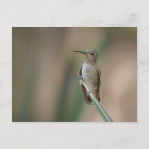 Postal Colibrí hermoso sentado