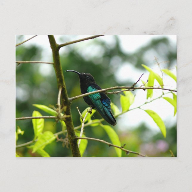 Postal Colibri (Hummingbird) - Martinica, FWI (Anverso)