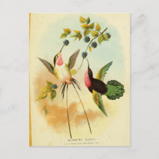Postal Colibrí, Ilustracion de aves, arte de aves, cosech
