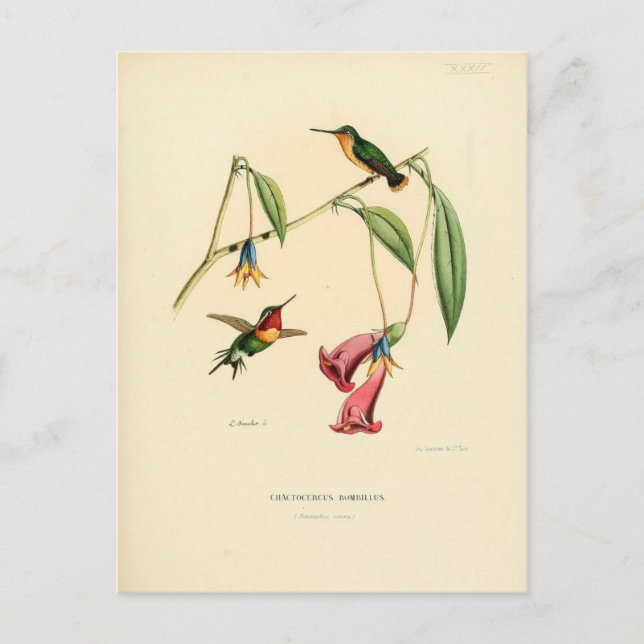 Postal Colibrí, Ilustracion de aves, arte de aves, cosech (Anverso)
