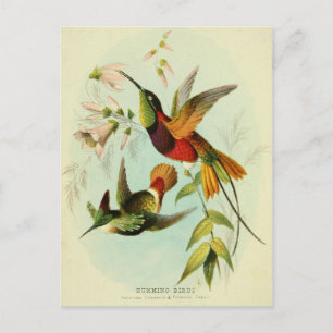 Postal Colibrí, Ilustracion de aves, arte de aves, cosech