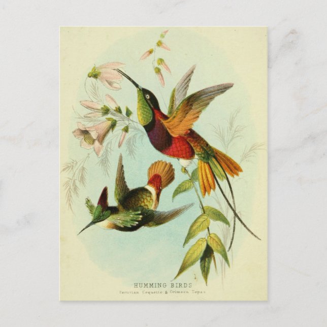 Postal Colibrí, Ilustracion de aves, arte de aves, cosech (Anverso)